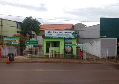 eucalipto em igarapé