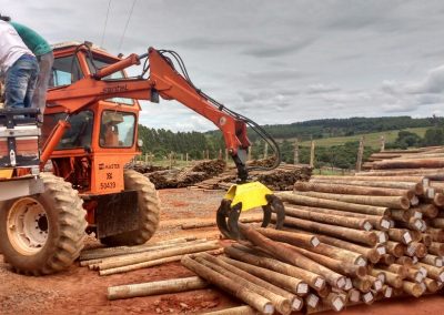 eucalipto em igarapé