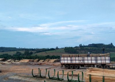 madec eucalipto imunizado (11)